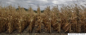 Ethanol Corn Shortage